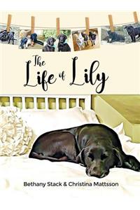The Life of Lily