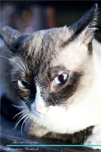 Thai Cat Affirmations Workbook Thai Cat Presents: Positive and Loving Affirmations Workbook. Includes: Mentoring Questions, Guidance, Supporting You.