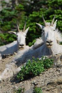 Mountain Goats Animal Journal