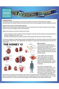 Urogenital System