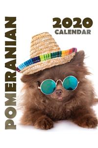 Pomeranian 2020 Calendar