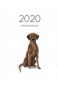 2020 Labrador Retriever