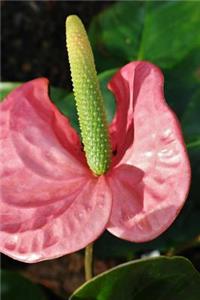 Beautiful Anthurium Flower Blooming in Mexico Journal