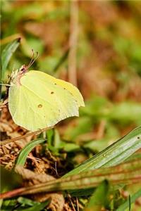 Gonepteryx Rhamni Common Brimstone Butterfly in the Grass Journal