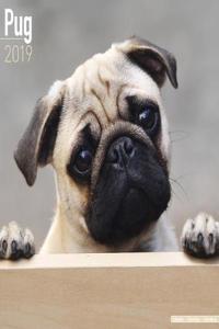 Pug Calendar 2019