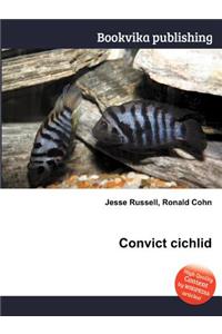 Convict Cichlid