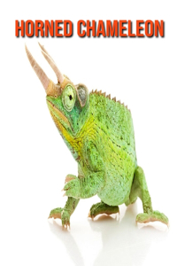 Horned Chameleon