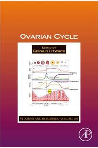 Ovarian Cycle