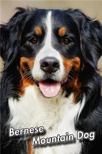 Bernese Mountain Dog