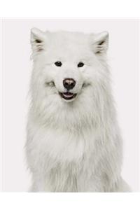 Samoyed