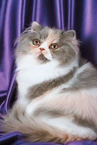 2020 Daily Planner Fluffy Kitty Cat Photo 388 Pages