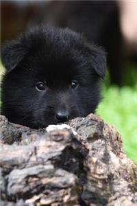 Cute Little Belgian Shepherd Puppy Dog Groenendael Journal