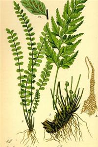 Asplenium Trichomanes Fern Otto Wilhelm Thome Journal