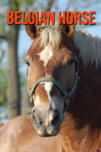 Belgian Horse