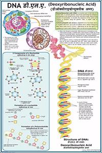 Dna Chart