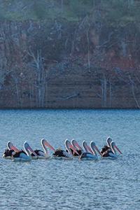 Pelicans on the Lake Journal