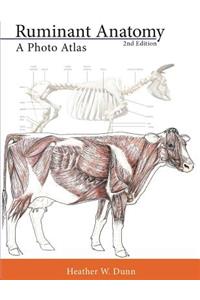 Ruminant Anatomy
