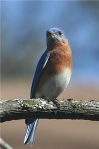 Missouri State Bird - Eastern Bluebird Journal