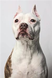 Pitbull Portrait Dog Journal