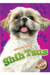 Shih Tzus