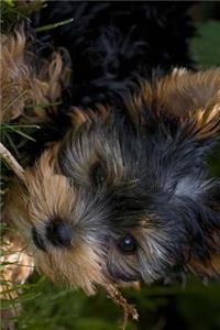 Cute Little Yorkie Gnawing on a Stick Journal