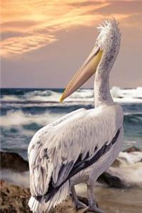 Dalmation Pelican Journal
