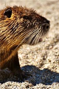 Nutria Resting on the Sand Journal