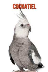 Cockatiel