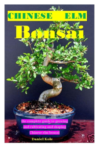 Chinese ELM Bonsia