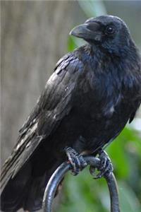 Raven Journal