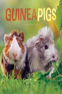 2024 Guinea Pigs Mini