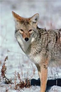 Journal Winter Predator Nature