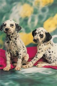 2020 Weekly Planner Dalmatian Puppies Dog Photo 134 Pages