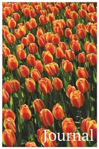 Journal