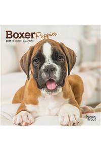 Boxer Puppies 2021 Mini 7x7