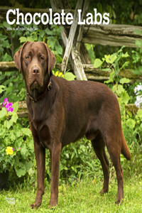 Labrador Retrievers, Chocolate 2024 Square