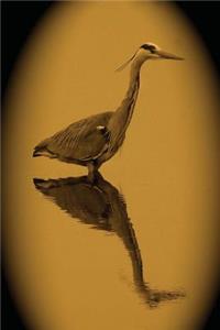 Waterbird Wading in Solitude