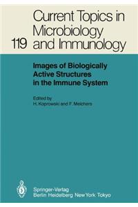 Images of Biologically Active Structures in the Immune System