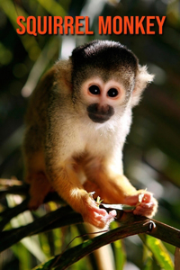 Squirrel Monkey