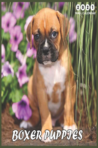 Boxer Puppies 2021 Wall Calendar
