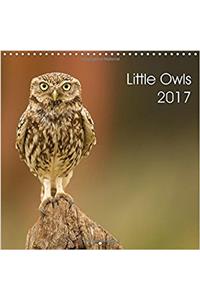 Little Owls 2017