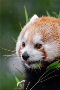 Mind Blowing Cute Red Panda Sitting in Bamboo 150 Page lined journal