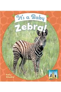 It's a Baby Zebra!