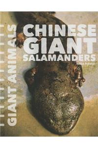 Chinese Giant Salamanders