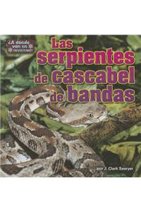 Las Serpientes de Cascabel de Bandas (Timber Rattlesnakes)