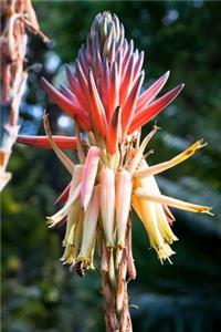 Pretoriensis Bloom in Zimbabwe, Africa Journal