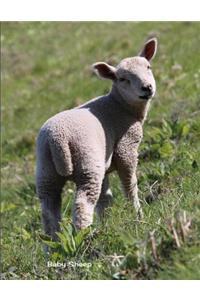 Baby Sheep