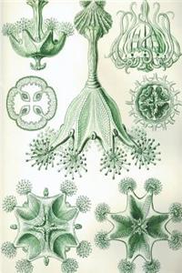 Haeckel Scientific Biological Art Notebook