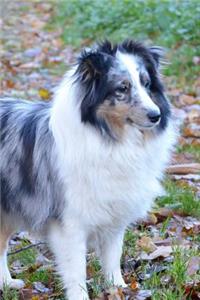 Gorgeous Shetland Sheepdog Portrait Journal