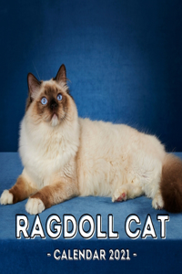 Ragdoll Cat